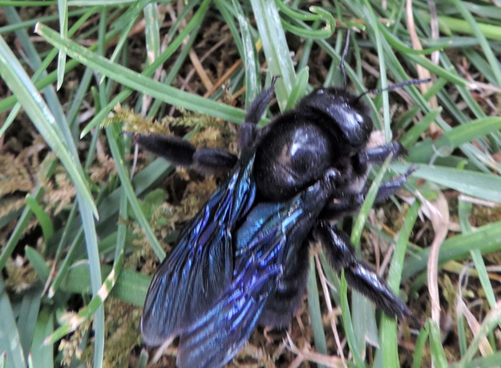 Calabrone in difficolt: No,  una Xilocopa sp., Apidae